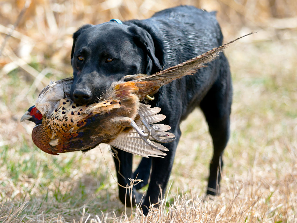 3"x5" H Hunt Cornfield Pheasant Hunting Setter Dog Frame 3.5"x5" 