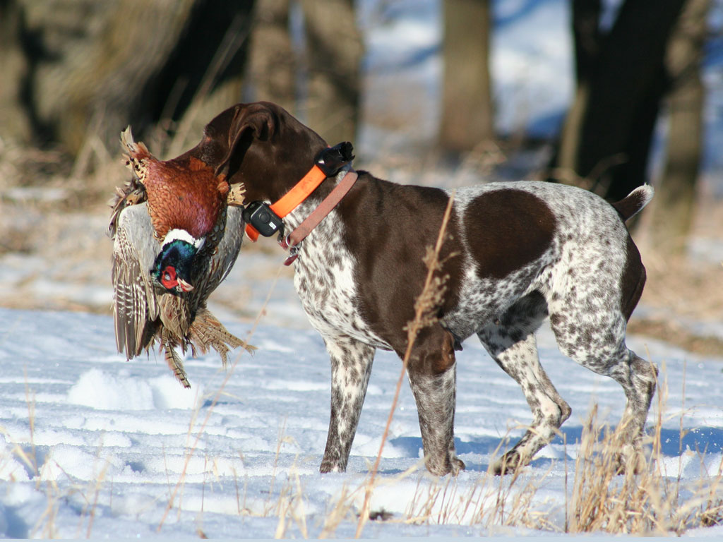pheasant hunting dogs