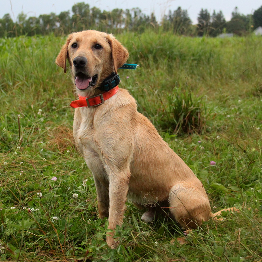 Stokes MH Sire Lab Nebraska