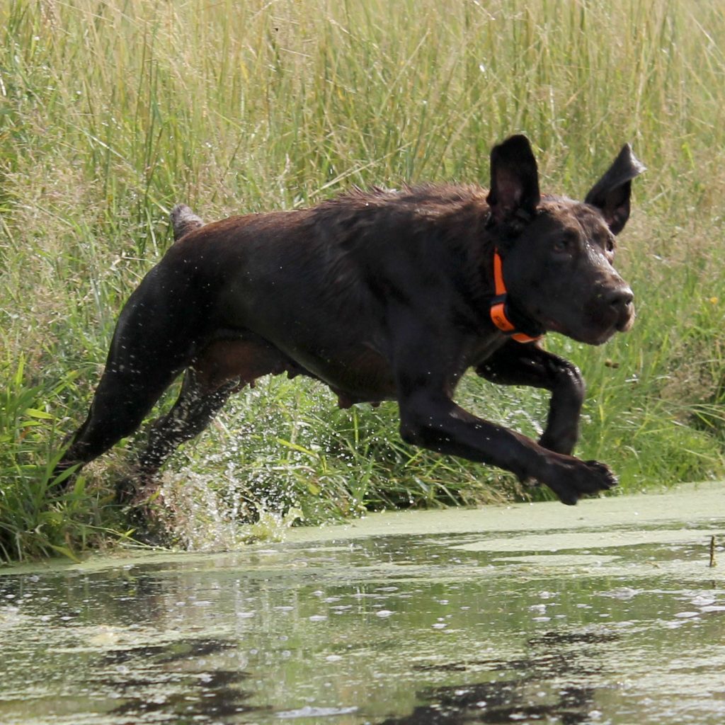 Pheasant Bonanza's Blaze Mom Dog