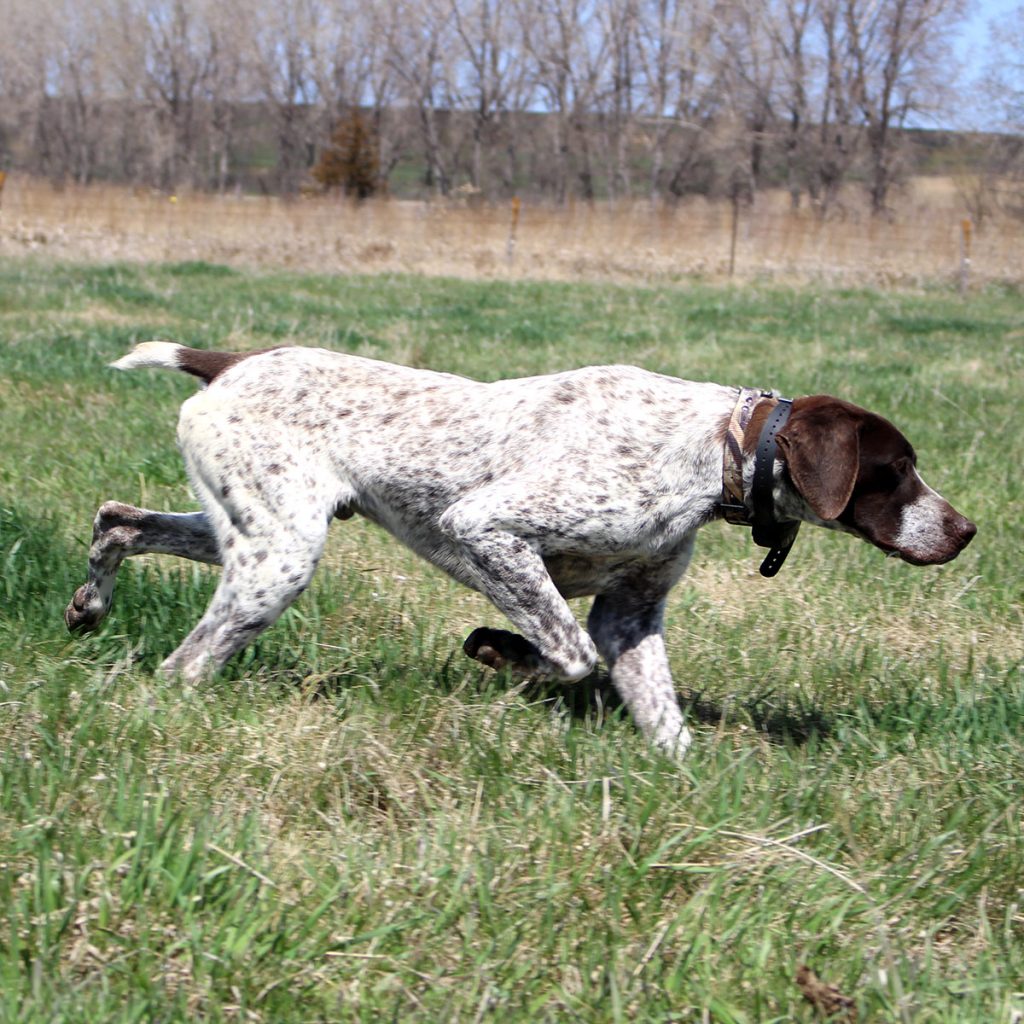 Rommel Stud GSP