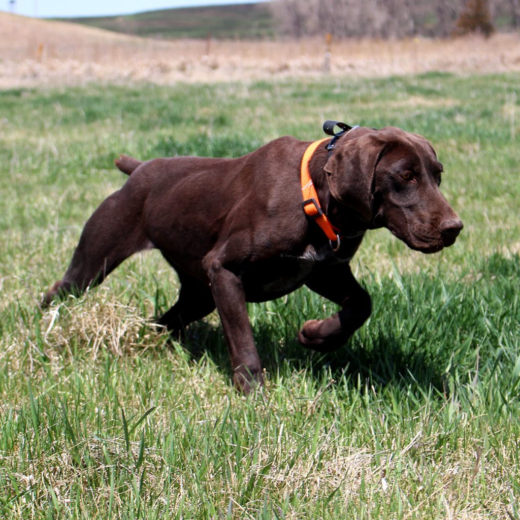 Willow German Shorthair Pointer