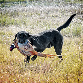 stormy black lab puppies for sale