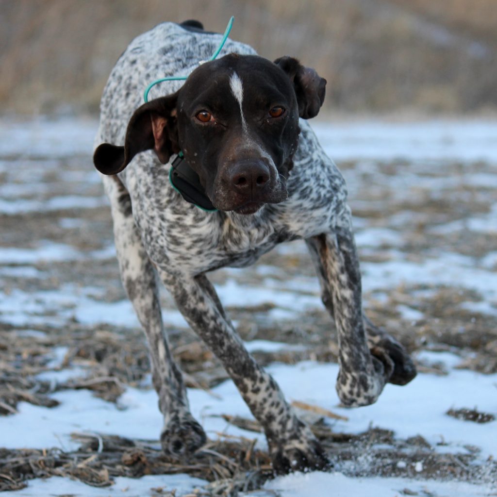 Abby German Shorthair Pointer at Pheasant Bonanza Hunt Club & Kennel