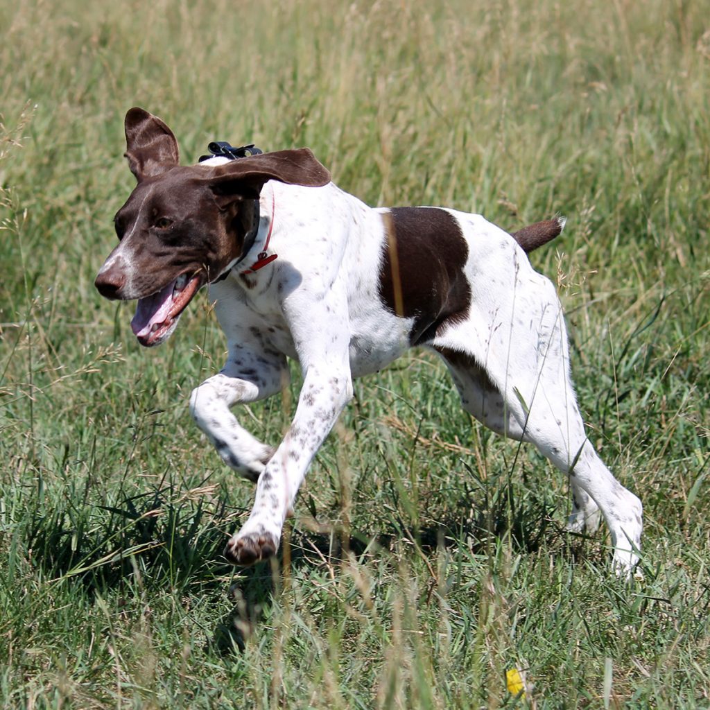 Ammo German Shorthair Pointer at Pheasant Bonanza Hunt Club & Kennel