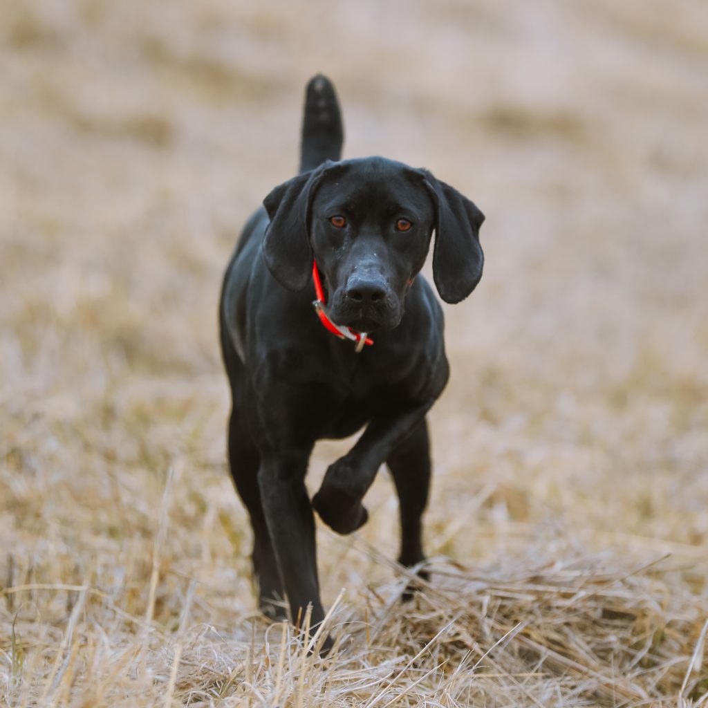 Bella Labrador Retriever at Pheasant Bonanza Hunt Club & Kennel