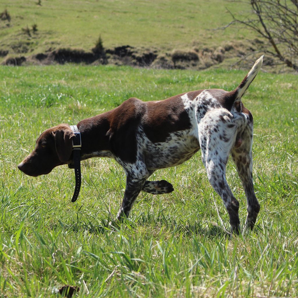 Jordy German Shorthair Pointer at Pheasant Bonanza Hunt Club & Kennel