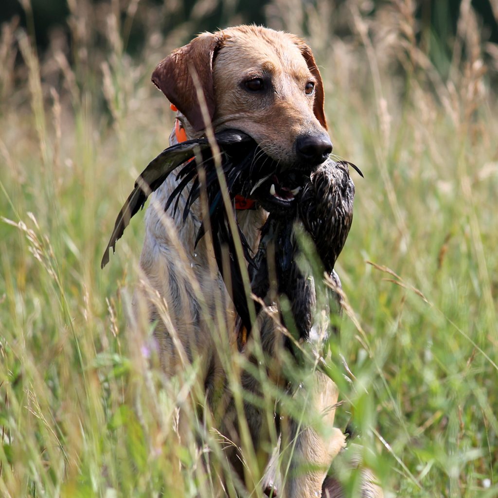 Mossy Labrador Retriever at Pheasant Bonanza Hunt Club & Kennel