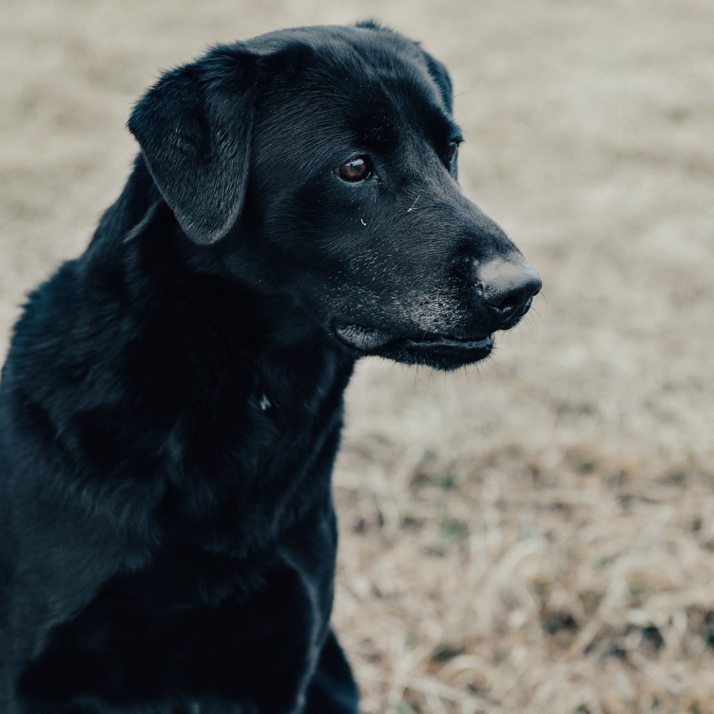 Scout Labrador Retriever at Pheasant Bonanza Hunt Club & Kennel