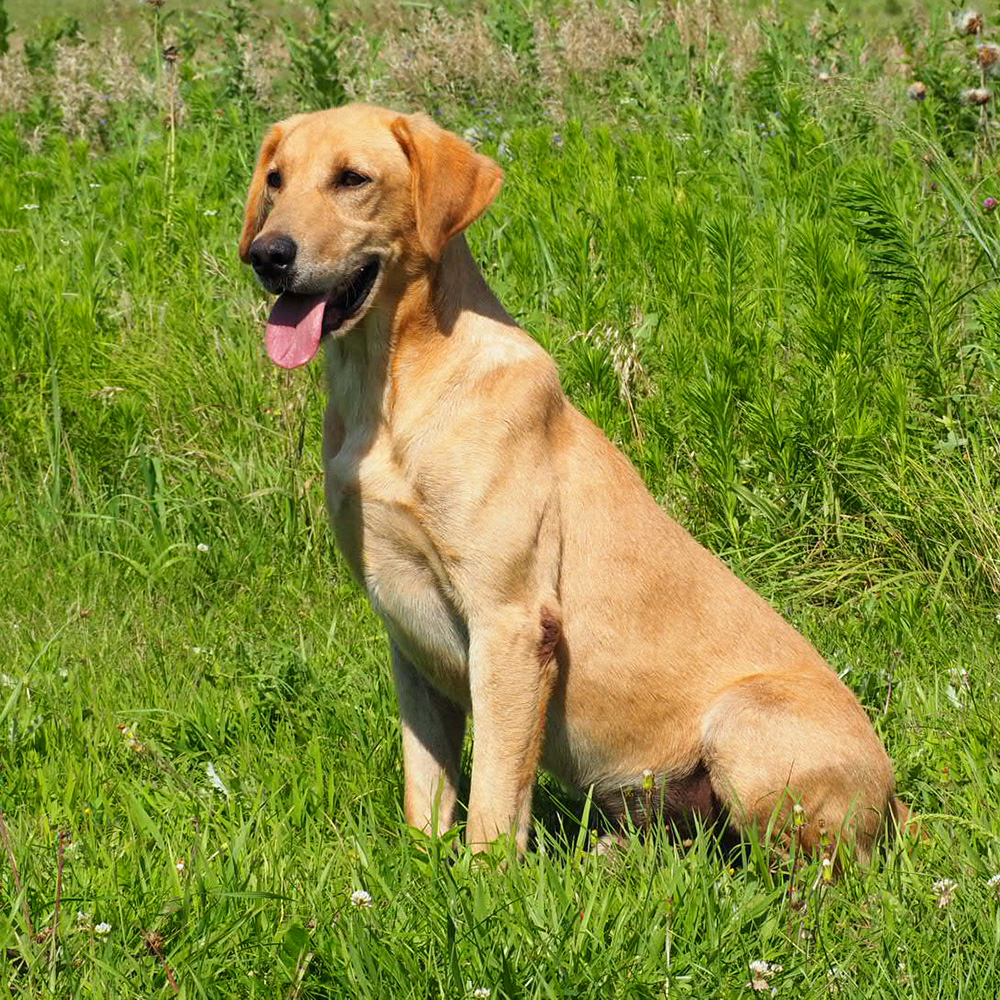 Stokes Labrador Retriever at Pheasant Bonanza Hunt Club & Kennel