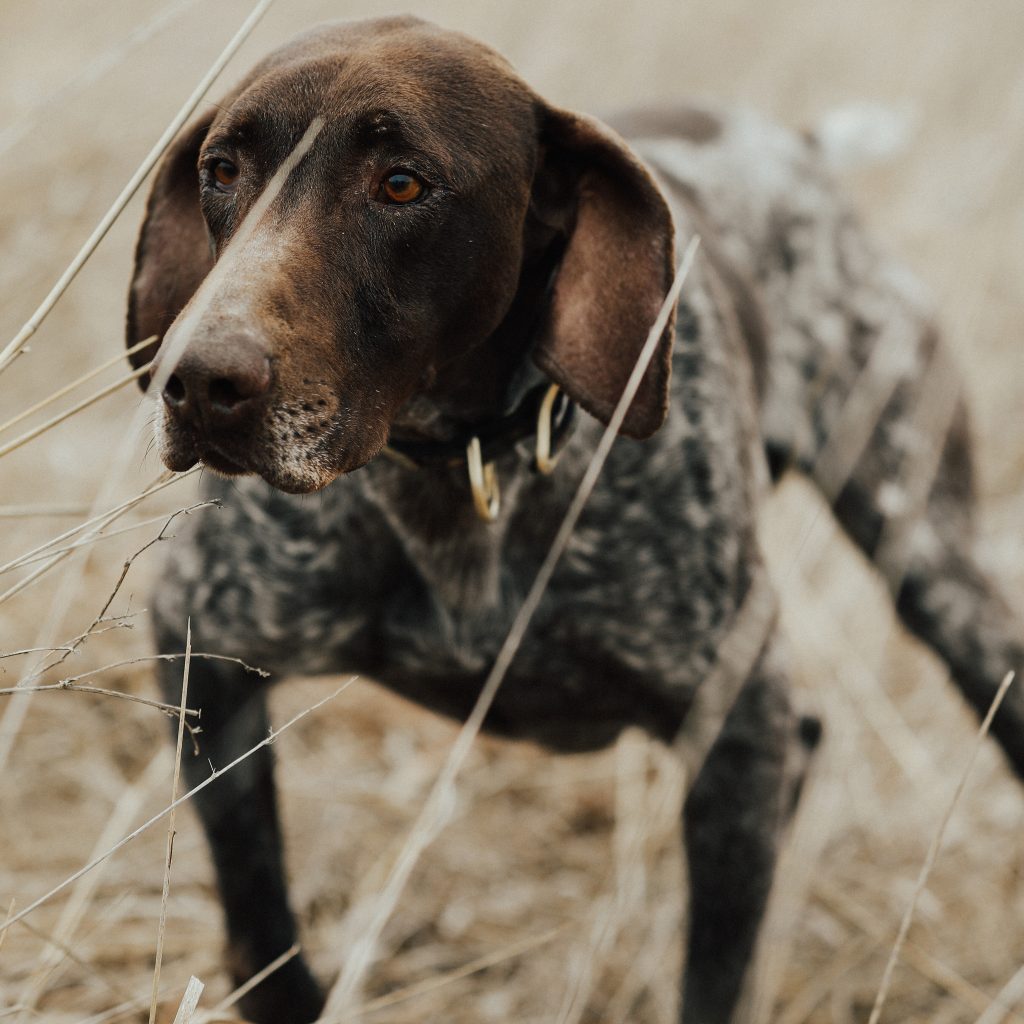 Tres German Shorthair Pointer at Pheasant Bonanza Hunt Club & Kennel