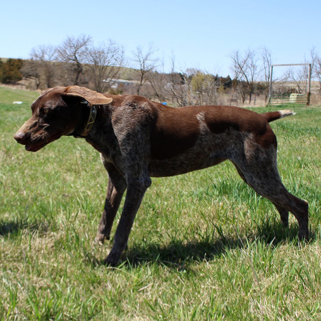 Arrow German Shorthair Pointer at Pheasant Bonanza Hunt Club & Kennel