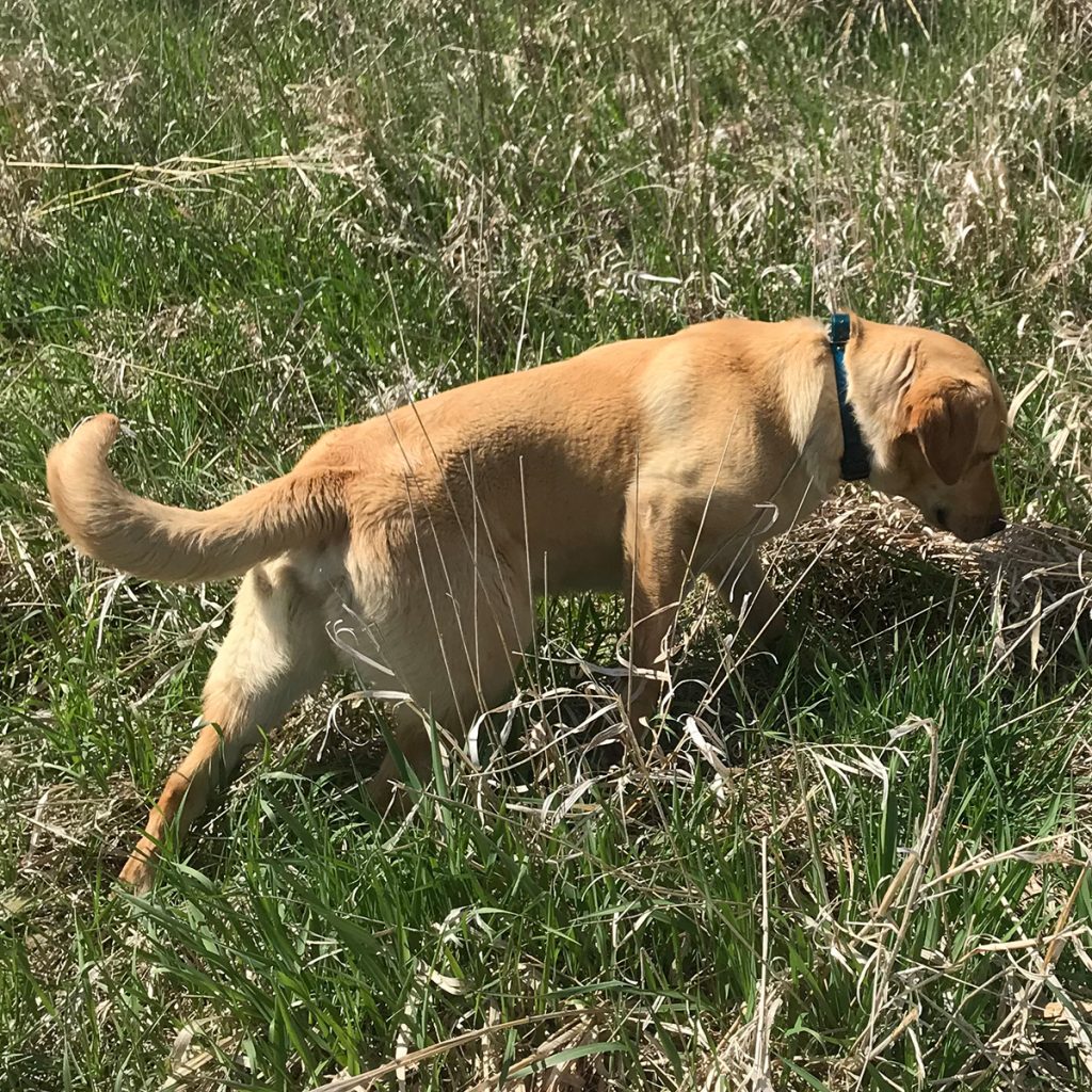 Hank Labrador Retriever at Pheasant Bonanza Hunt Club & Kennel