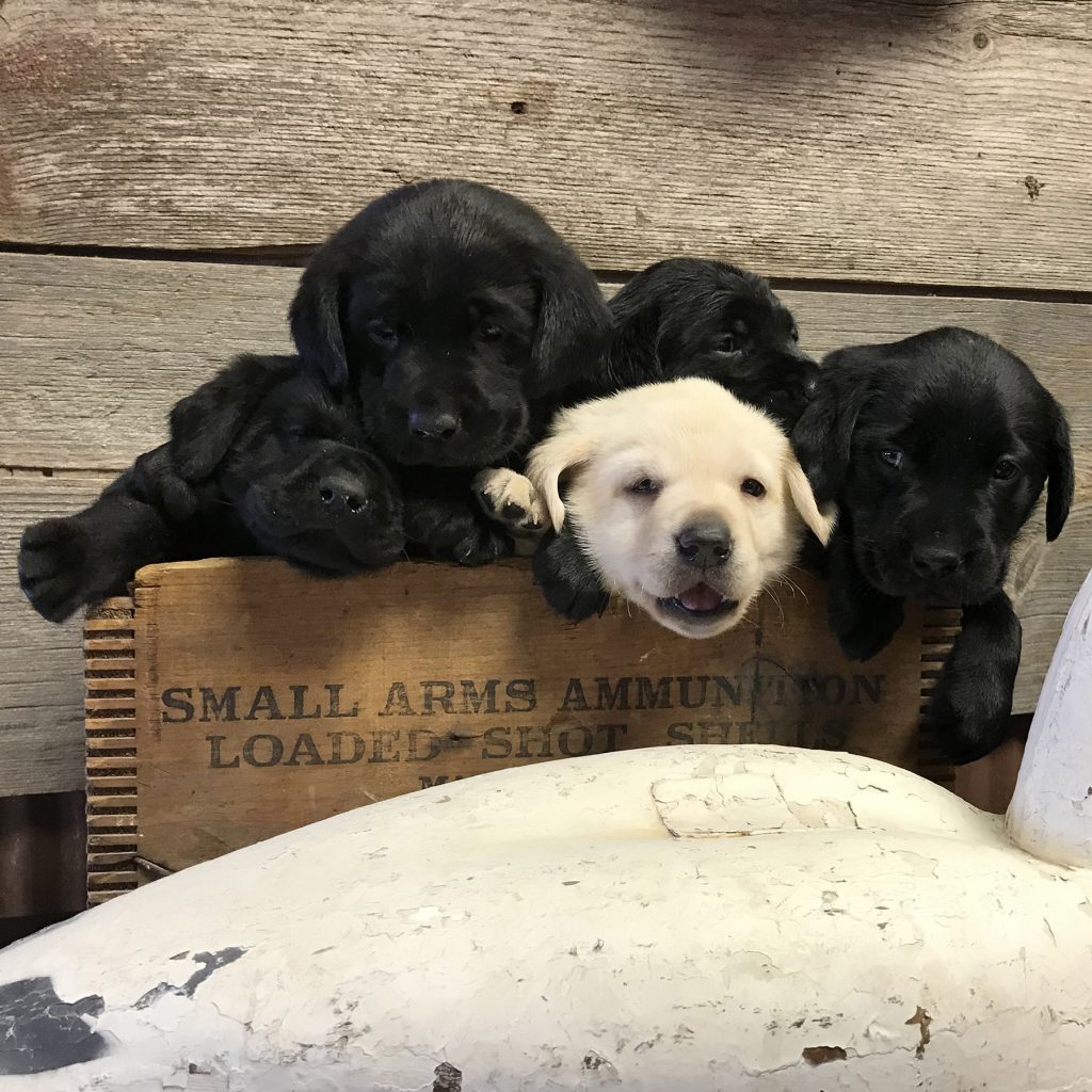 Lab and german shorthair puppies for sale