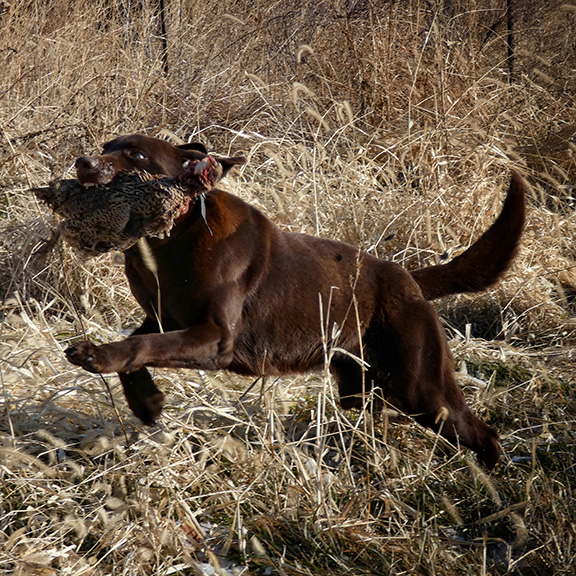 Camo Chocolate Lab