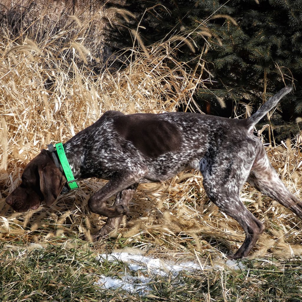German Shorthaired Pointer Pointing
