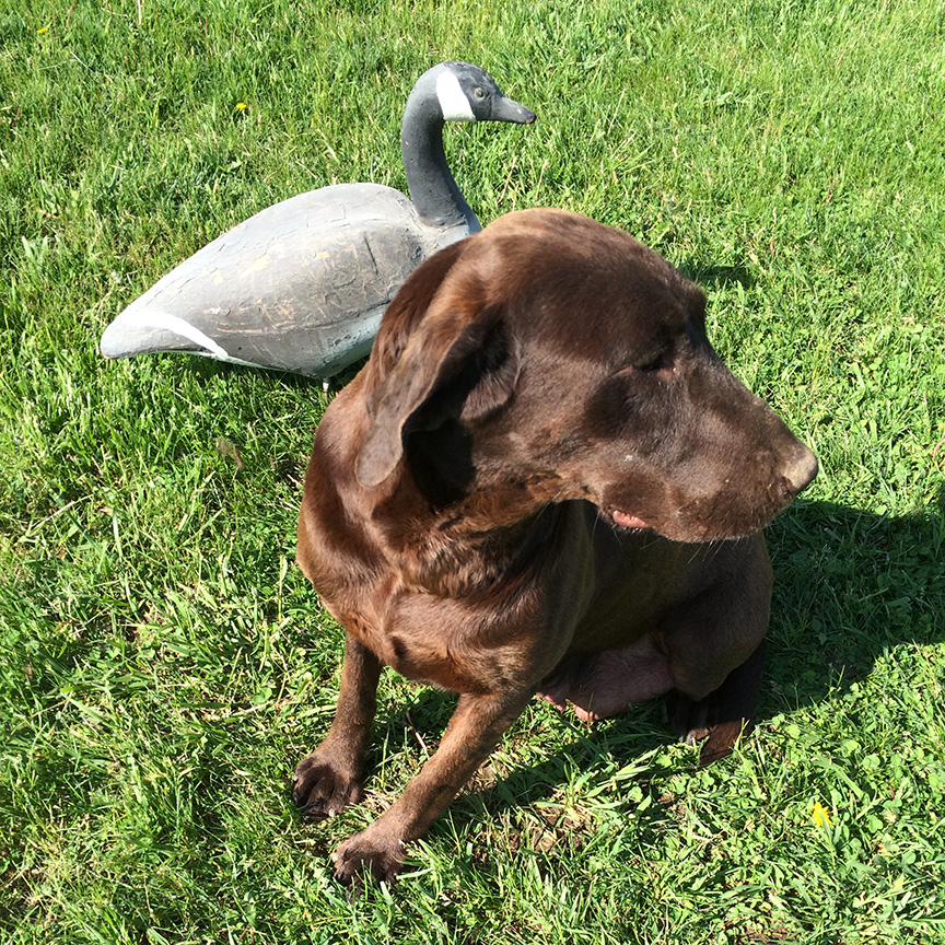 Blaze Chocolate Lab