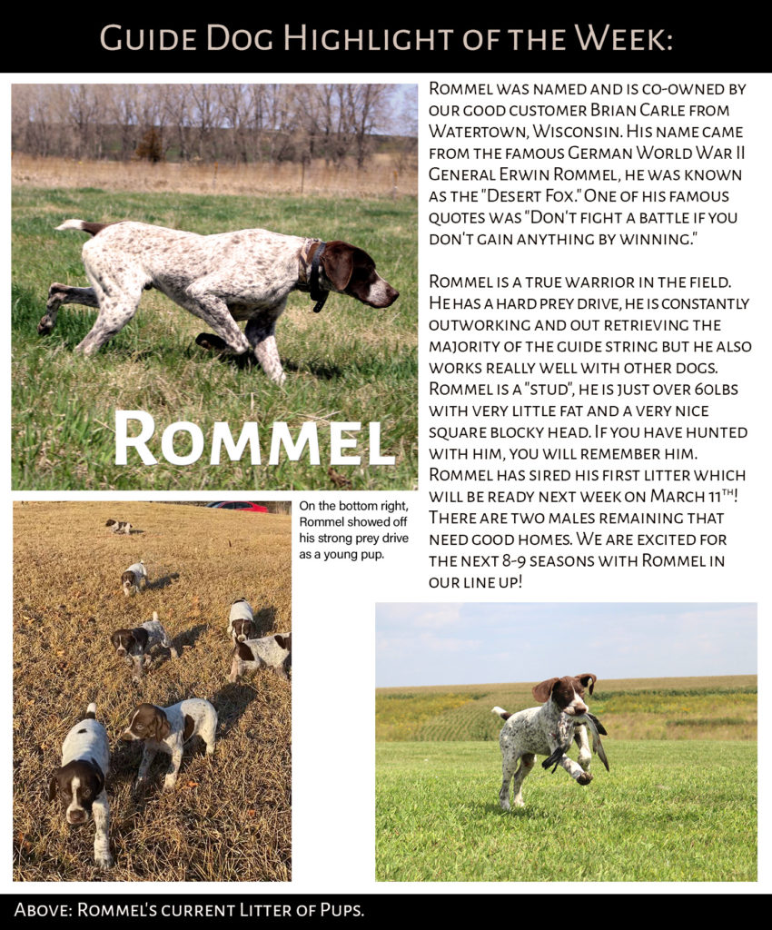 Rommel GSP Stud Hightlight