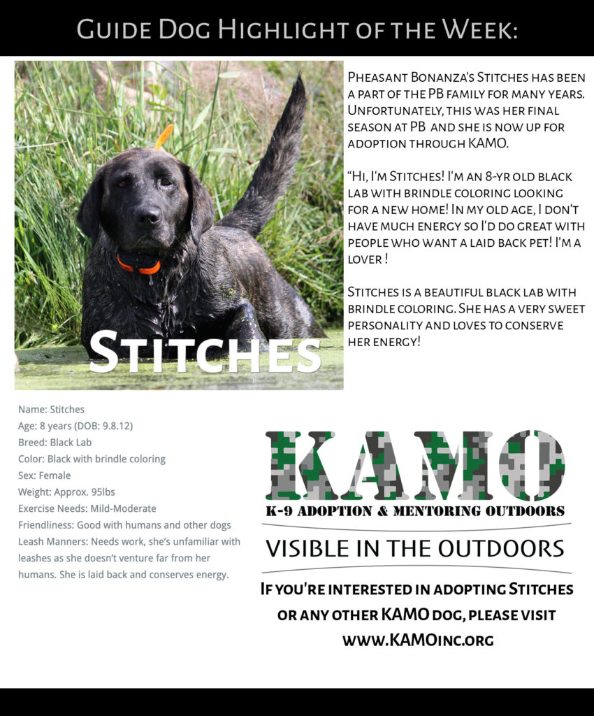 Stitches, KAMO dog for adoption