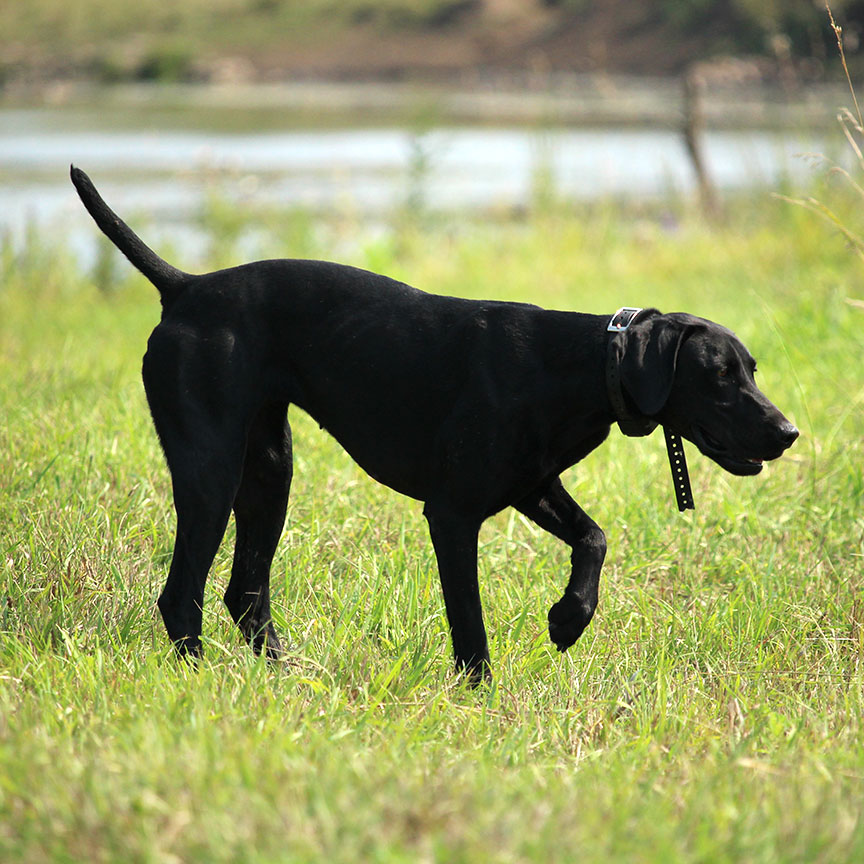 Brandy GSP