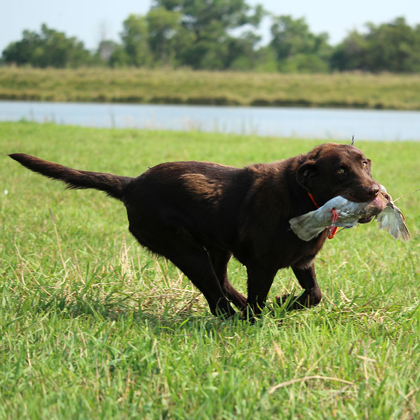 Faith Chocolate Lab