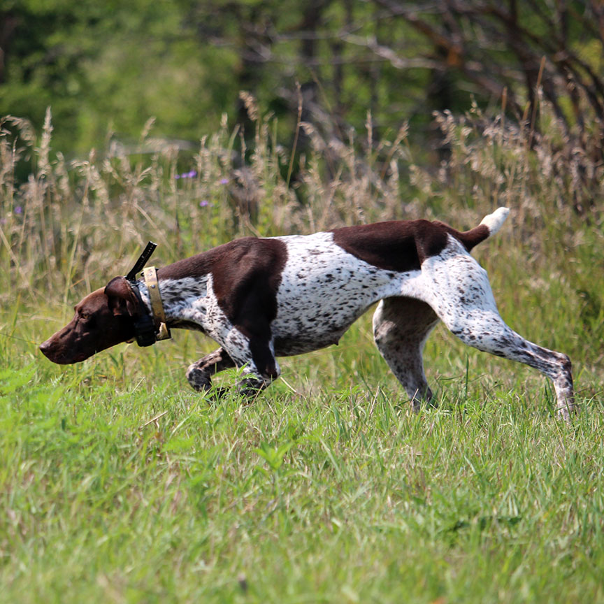 Oakley GSP