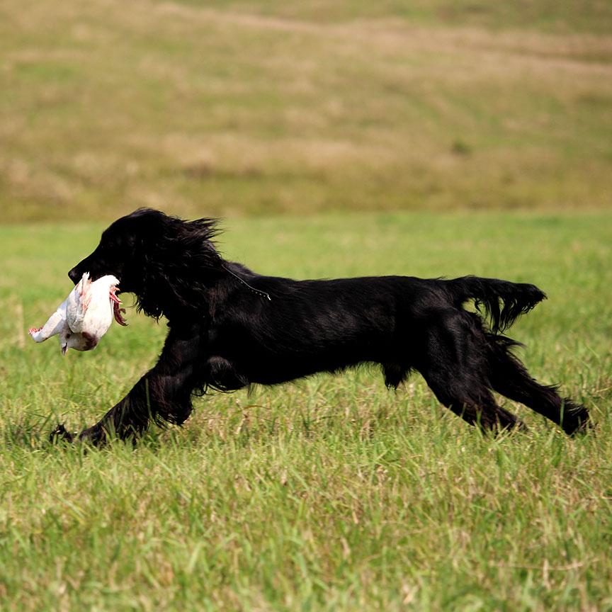 Stihl English Cocker Spaniel