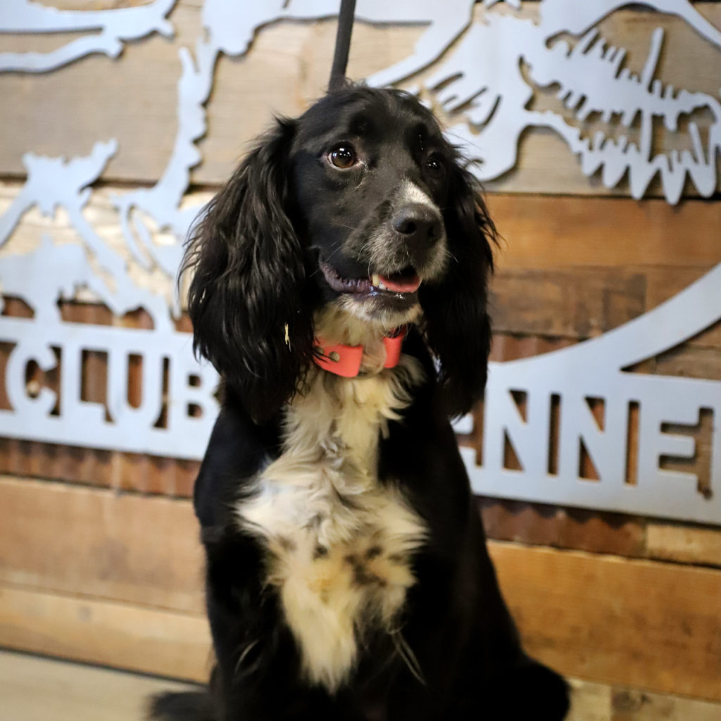 Bonnie Cocker Spaniel Dam